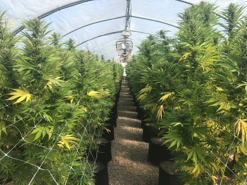 Call to Action | Overview on the USDA Interim Final Rule (IFR)