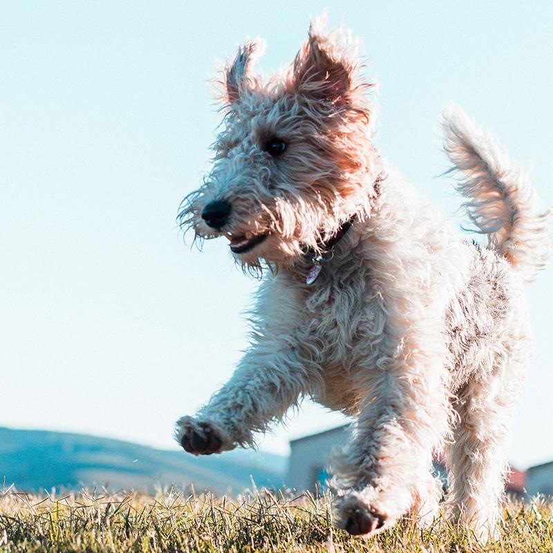 Shop Our CBD Pet Products