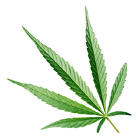 <p>[SPT] SPECTRUM<br/>HEMP EXTRACT</p>