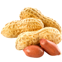 <p>ORGANIC DRY<br/>ROASTED PEANUTS</p>